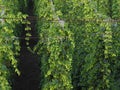 Hop garden Royalty Free Stock Photo