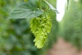 Hop garden