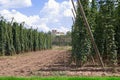 Hop garden Royalty Free Stock Photo