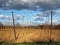 Hop garden - fields for growing hops