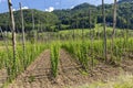 Hop garden in spring, Styria, Austria Royalty Free Stock Photo