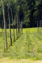 Hop garden in spring, Styria, Austria Royalty Free Stock Photo