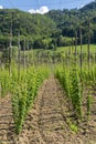 Hop garden in spring, Styria, Austria Royalty Free Stock Photo