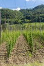 Hop garden in spring, Styria, Austria Royalty Free Stock Photo