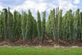 Hop garden Royalty Free Stock Photo