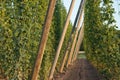 Hop garden Royalty Free Stock Photo
