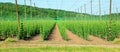 Hop garden Royalty Free Stock Photo