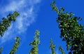 Hop Hops Plants (Humulus lupulus) with female flowers