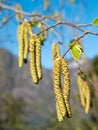 Hop Hornbeam catkins