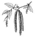 Hop Hornbeam Flowers vintage illustration Royalty Free Stock Photo