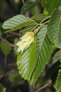 Hop Hornbeam (Ostrya carpinifolia) Royalty Free Stock Photo