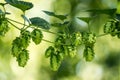 Hop (Humulus lupulus) Royalty Free Stock Photo