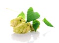 Hop ingredient for beer