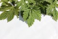 Hop leaves on a white background. frame of fresh green hop leaves isolated on white background. Top view with copy space for your Royalty Free Stock Photo