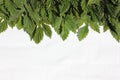 Hop leaves on a white background. frame of fresh green hop leaves isolated on white background. Top view with copy space for your Royalty Free Stock Photo