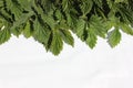 Hop leaves on a white background. frame of fresh green hop leaves isolated on white background. Top view with copy space for your Royalty Free Stock Photo