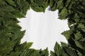 Hop leaves on a white background. frame of fresh green hop leaves isolated on white background. Top view with copy space for your Royalty Free Stock Photo