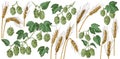 Hop and malt hand drawn collection Royalty Free Stock Photo