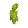 Hop Plant as Feast of Saint Patrick Symbol Vector Illustration