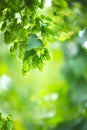 Hop plant close up growing on a hop farm