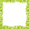 Hop plant frame square banner. Place for text. Border frame isolated background template. Hop green leaves and cones. Lupulus