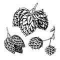 Hop plant with leaves in vintage style. Engraved monochrome sketch for banner or logo, beer or book. Vector illustration Royalty Free Stock Photo