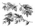 Hop plant with leaves in vintage style. Engraved monochrome sketch for banner or logo, beer or book. Vector illustration Royalty Free Stock Photo