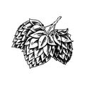 Hop plant with leaves in vintage style. Engraved monochrome sketch for banner or logo, beer or book. Vector illustration Royalty Free Stock Photo