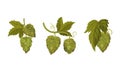 Hop plant with ripe cones and green leaves. Organic natural malt ingredient for brewery products vector illustratio