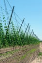 Hop plantation for brewery in Eastern Poland