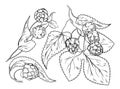 Hop plants outline icons set, line hand drawn fresh Humulus lupulus branches with cones