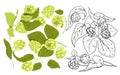 Hop plants set for craft beer production, green Humulus lupulus herb, sketch with hops