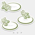 Hop set. Collection hop leaves frame. Vector Royalty Free Stock Photo