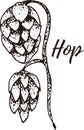 Hop. Set of hand drawn vector spices and herbs. Medicinal, cosmetic, culinary plants