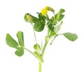 Hop trefoil or Medicago lupulina isolated on white background