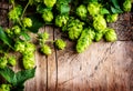 Hop twig over old wooden cracked table background. Beer production ingredient. Brewery