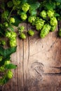 Hop twig over old wooden cracked table background. Beer production ingredient. Brewery concept