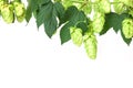 Hop twig over white background Royalty Free Stock Photo