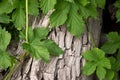 Hop vines encircle a thick tree trunk