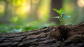 Hope blooms as a small seedling sprouts from an old tree trunk, nature\'s resilience, Ai Generated