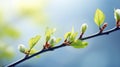 hope budding tree Royalty Free Stock Photo
