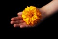 Hope concept. In the hand of a child a yellow sunny flower glows