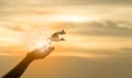 Hope freedom concept with free bird flying and sky sunrise background Royalty Free Stock Photo