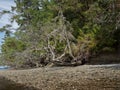 Hope Island, Puget Sound, Washington State Royalty Free Stock Photo