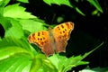 Monarch Butterfly resting on the vine. Royalty Free Stock Photo