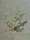 Plant growing in concrete