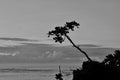 a hope of tree in pamengpeuk beach west java Royalty Free Stock Photo