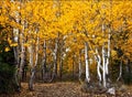 Hope Valley Aspens