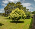 Hopea, a species of evergreen trees of the genus Hopea of the Dipterocarp family Royalty Free Stock Photo