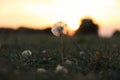 A Hopeful Dandelion at Sunset